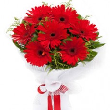 Breezy Enigma Red Gerbera